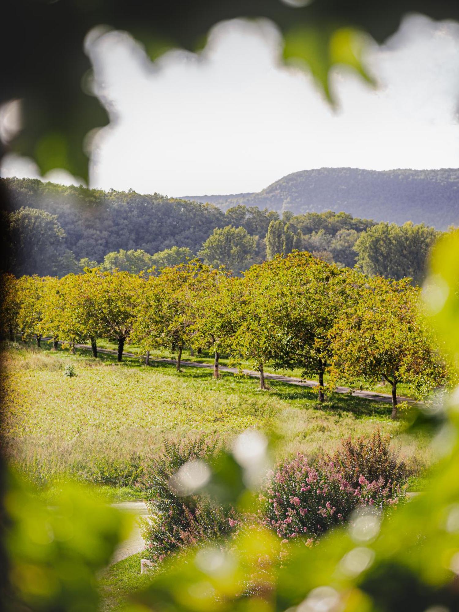 Duravel Chateau La Gineste - Castle And Vineyard מראה חיצוני תמונה