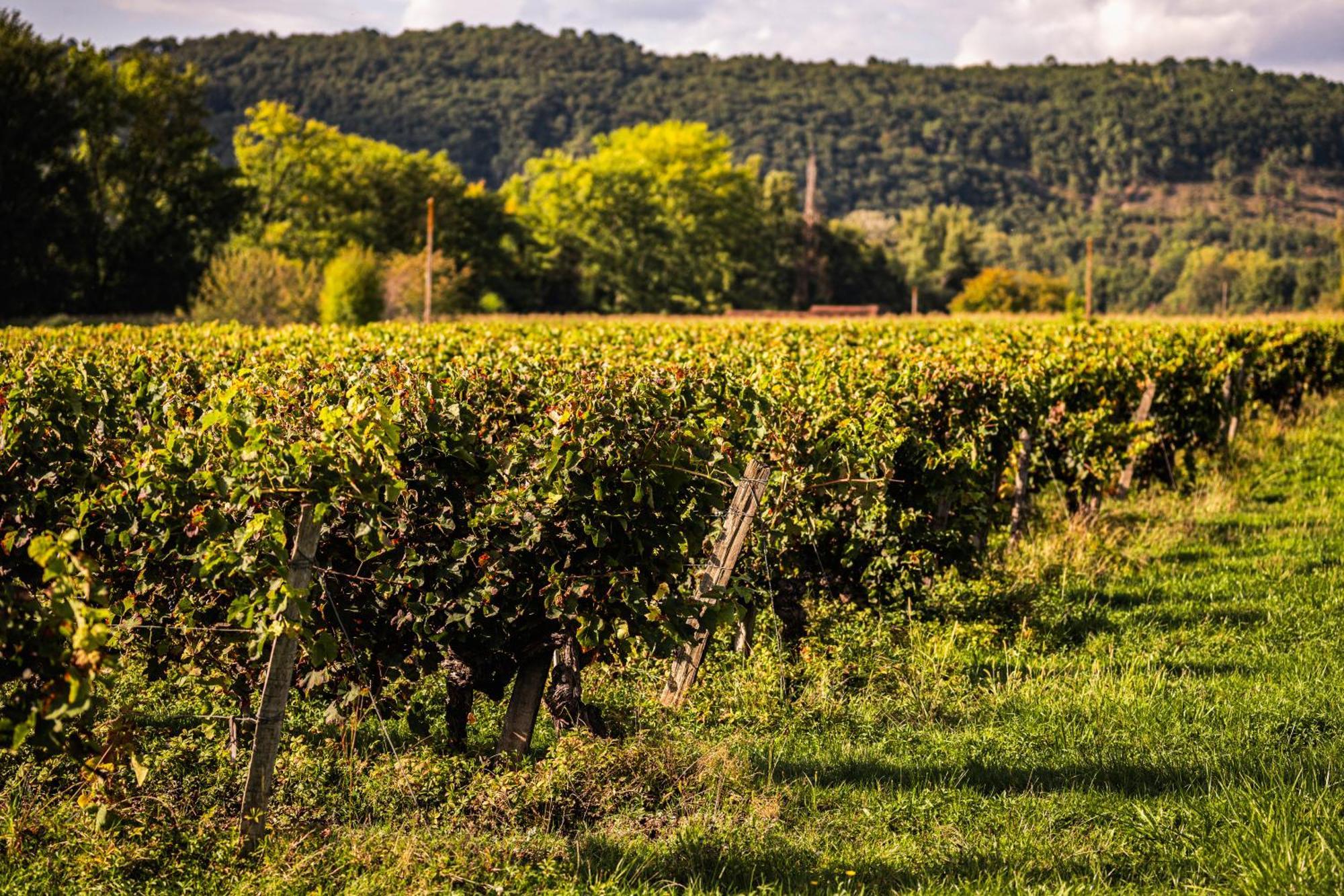 Duravel Chateau La Gineste - Castle And Vineyard מראה חיצוני תמונה